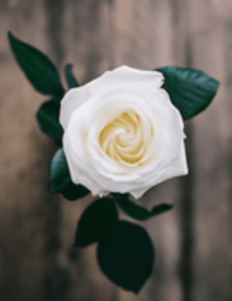Anna Lee Grillo Obituary