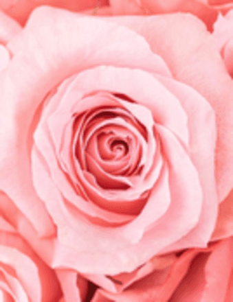 Judy Lachow-Heineman Obituary