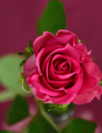Lehuanalani Rose Kamakea Obituary