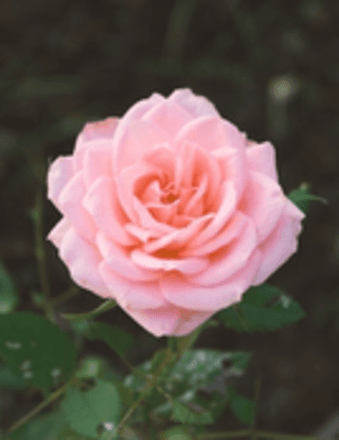 Celester M. Chappelle Obituary