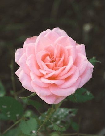 Ruth Maxson Obituary