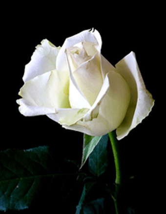 Brooke Collier Obituary