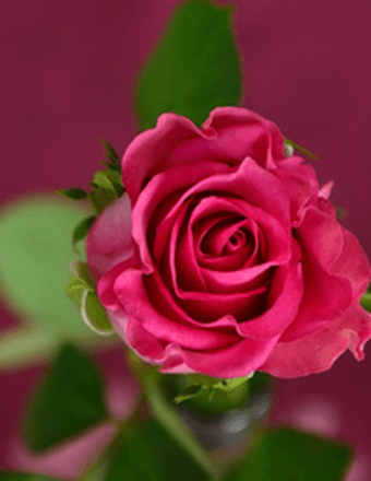 Mary Ann Spallone Obituary