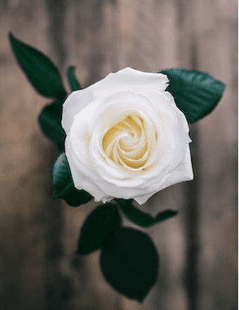 Vanessa Grier Obituary